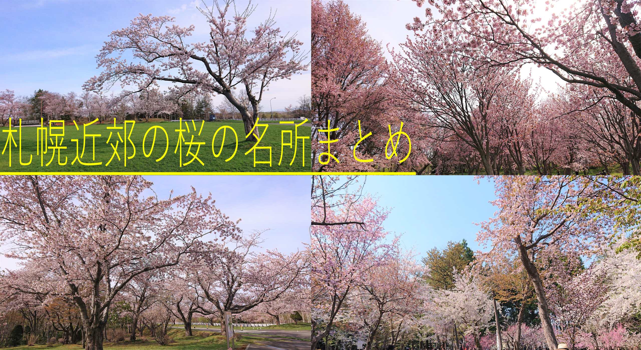 札幌近郊の桜の名所まとめ７選